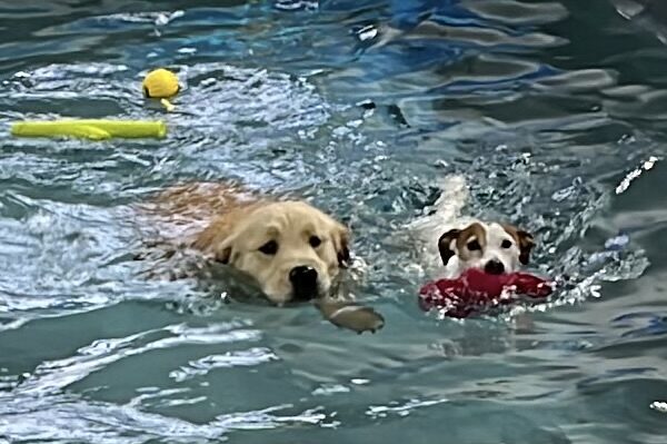 Buddy Swim